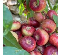 melocotonero serrai balcone interni acquistare semi decorazione ufficio bonsái Copertura perenne resistente durazno 4pcs