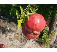 Melograno 1 PIANTA Produce Frutti GROSSI