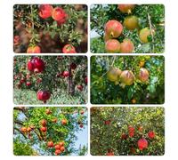 melograno colonnare interno tetti verdi giardino semi di 700pcs