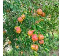 Melograno colonnaria semi di rocce da giardino resistenti Letti elevati giardino 300pcs