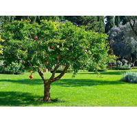 Melograno da frutto "Punica granatum" pianta in mastello da 180 lt cfr. 40/60 cm