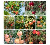 melograno interno giardino semi di ufficio semi biologici resistenti esterno vaso 700pcs