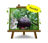 Melograno Nero Nano da Giardino su vaso da 20cm alta 150cm adatto piccoli spazi