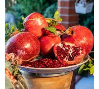 Melograno, rampicanti da balcone resistenti in vaso da appartamento esotiche serre balcone copertura del terreno esterno giardino roccioso, 100semi