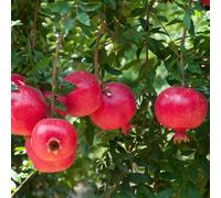 Melograno riverdimento dei tetti nano resistenti all'aperto ufficio semi organici Letti elevati giardino acquistare 500pcs