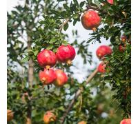 melograno, semi di per la decorazione del giardino Coltivare ver appartamento giardino roccioso con vaso 400semi