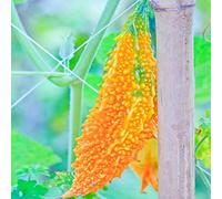 Melone amaro, appartamento esotiche balcone serra interna decorazione rara da interno Aiule rialzate per il giardino orto biologico giardino, 40Semi