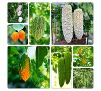 melone amaro invernali orticole semi di Aiuole rialzate per giardino rampicanti resistenti giardino per resistenti 500pcs