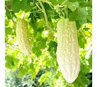 melone amaro semi di orticole giardino balcone rialzato letto tetti verdi vaso semi di giardino 100pcs