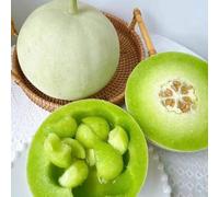Melone Honeydew - in vaso all'aperto melone cantalupo, esterno biologico, varietà antiche giardino roccioso, 350semi
