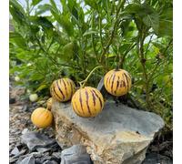 melone pera - pepino balcone esotico a prova d'inverno giardino 250semi