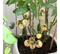 melone pera pepino di d'appartamento esotiche balcone giardino rampicanti giardino 1piante