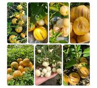 melone pera pepino resistenti esterno vaso giardino semi di per semi di resistenti vaso 250pcs