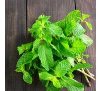 menta esotiche selvatici sul balcone giardino roccioso 1000semi