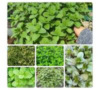 menta giardino roccioso selvatici sul balcone raro 450semi