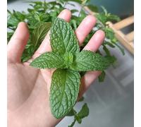 menta marocchina semi di giardino medicinali inverno cucina semi per ufficio selvatici 550pcs