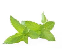 Menta Piperita In Foglie Intere Extra Qualità