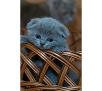 Meowgical Moments, Notebook: The Purr-Fect Gift For Cat Lovers, Meme Fans, and Chaotic Minds