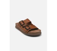 Nerio - Chestnut Scratch