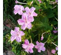 Meraviglia - decorazioni giardino per esterni,esotiche rare rampicanti giardino roccioso serre balcone Aiuole rialzate 80semi