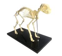 MERAXI Scheletro di Gatto Modello di Anatomia Ossa di Gatto Anatomico Modello di Scheletro Campione di Anatomia Assemblato A Mano per Strumento Dimostrativo Didattico Veterinario 64X20X30CM