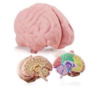 Merhoff & Larkin Modello di cervello in schiuma a sezione trasversale, ottimo strumento educativo per imparare e insegnare la funzione anatomica umana, psicologia, biologia o scienza