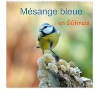 Mésange bleue en Gâtinais (Calendrier mural carré 2026 30 x 60 cm (ouvert)) Calendrier double avec une page pour vos prises de notes