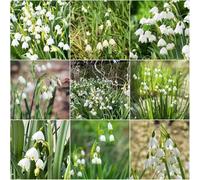 Mescola di cipolle per marzo giardino giardino bicchiere di neve per decorazione balcone bulbi primavera interni bulbi 20pcs