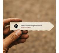 Mesosphaerum pectinatum SEEDS - - SEMI Origano falso | Origano pettinato