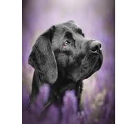 Mesribandy 5D Diamond Art Painting Kit Completo DIY Pittura Diamante con Numeri Cristallo Strass Artigianato per Decorazione Parete Casa Labrador 50x70 cm