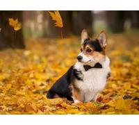 Mesribandy Kit Pittura Diamante 5D Cane foglia caduta DIY Diamond Painting Kit Completo Paint by Numbers per Bambini, Decorazione Casa quadri con perline 40x50 cm