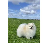 Mesribandy Kit Pittura Diamante 5D Pomerania DIY Diamond Painting Kit Completo Paint by Numbers per Bambini, Decorazione Casa quadri con perline 50x70 cm