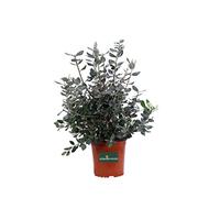 Metrosideros Excelsa vaso 17 cm pianta da esterno pianta da giardino pianta da fiore venduto da eGarden.store