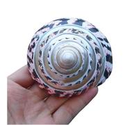 MEYINGOU Conchiglie Grandi, Conchiglie Jumbo, 1 Pezzo 10-11 cm Grande Naturale Rara Vera Conchiglia di Mare Perfetta for Acquario Ornamenti for la casa Grandi Regali Festa a Tema