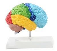 Mezzo Cervello Modello 1: 1 Area Funzionale dell'emisfero Destro Anatomia Modello del Cervello Umano Replica dell'anato