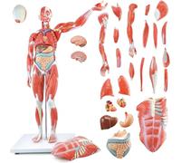 Mezzo modello a grandezza naturale del muscolo del corpo umano con gli organi smontabili per addestramento educativo