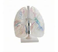 MFMEXUL Esempio Realistico di Polmone con Ramificazioni Bronchiali Trasparenti per Comprensione Del Percorso atto per Insegnamento E Pratica Clinica, Polmone Trasparente