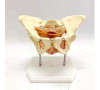 MFRELMNZG Modello anatomico di Scheletro, Modello di Bacino Femminile con organi, Modello di Bacino su Base Modello anatomico di Scheletro di Bacino Femminile in PVC