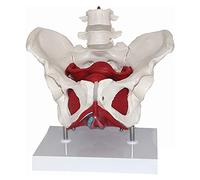 MFRELMNZG Modello di Organo | Modello anatomico del Bacino Femminile | Modello anatomico | Modello Scheletrico del Bacino Femminile | Muscoli del Pavimento pelvico e organi riproduttivi | GL