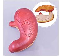 MFRELMNZG Modello di Stomaco - Modello anatomico di Organo Umano Modello di Anatomia dello Stomaco - Modello anatomico Medico gastrointestinale Umano Parete dello Stomaco Mucosa Esofago Sist