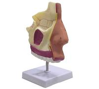 MFRELMNZG Modello didattico, Modello nasale, Modello anatomico della cavità nasale Umana, Sezione Che Mostra l'osso nasale e la cartilagine nasale, per Centri di Formazione e Istruzione di l