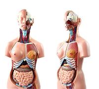 MFRELMNZG Modello educativo 85CM Torso Umano Modello del Corpo Anatomia Modelli anatomici degli organi Interni per risorse didattiche Staccabile 23 Par per la Scuola