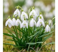 mgc24® - Bastoncini da neve Galanthus woronowii semplice, 100 bulbi (circa 6-7 mm)