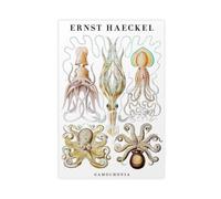 MHTHFD Ernst Haeckel - Stampa artistica da parete con cefalopodi, decorazione artistica da parete per soggiorno, camera da letto, 40 x 60 cm