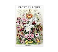 MHTHFD Ernst Haeckel - Stampa artistica da parete con orchidee su tela, decorazione artistica da parete per soggiorno e camera da letto, 50 x 75 cm