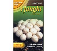 MICELIO ESSICATO DI FUNGHI PRATAIOLO IN CONFEZIONE DA 100 GRAMMI