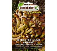 MICELIO PER FUNGHI PIOPPINO BUSTINA GR 25