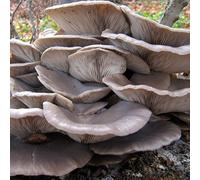 MICELIO PER FUNGHI PLEUROTUS GR.20