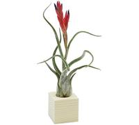 Michieli Tillandsia Caput Medusae Pianta Vera da Interno con Supporto in Legno Naturale Essenziale 4x4 cm Senza Terra Design Italiano Made in Italy