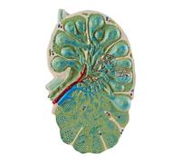 Microstruttura del linfonodo Modello del linfonodo Modello didattico di biologia La forma è realistica Modello di campione medico Modello dimostrativo didattico di anatomia